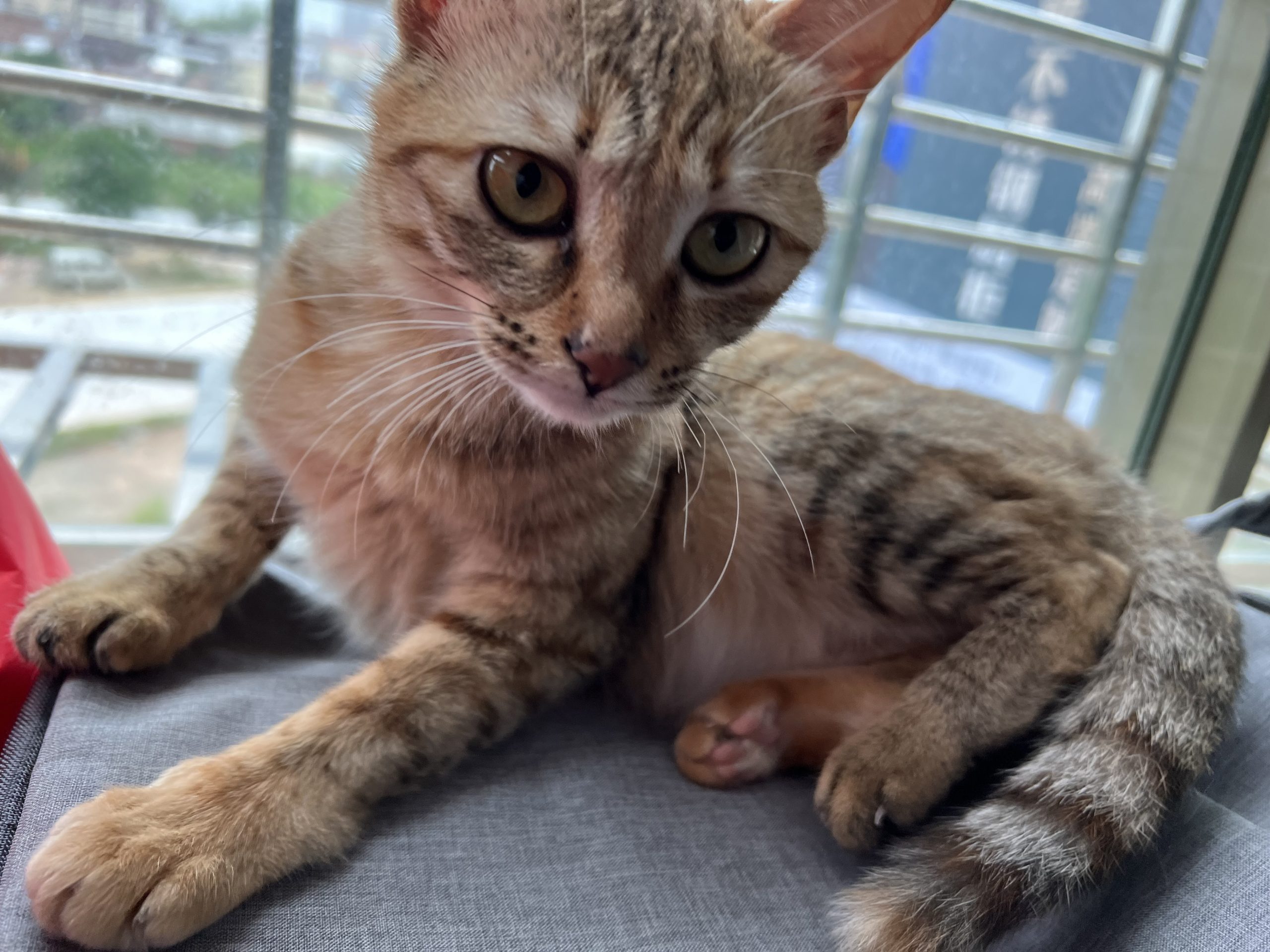 整点猫咪（一）-整点猫咪