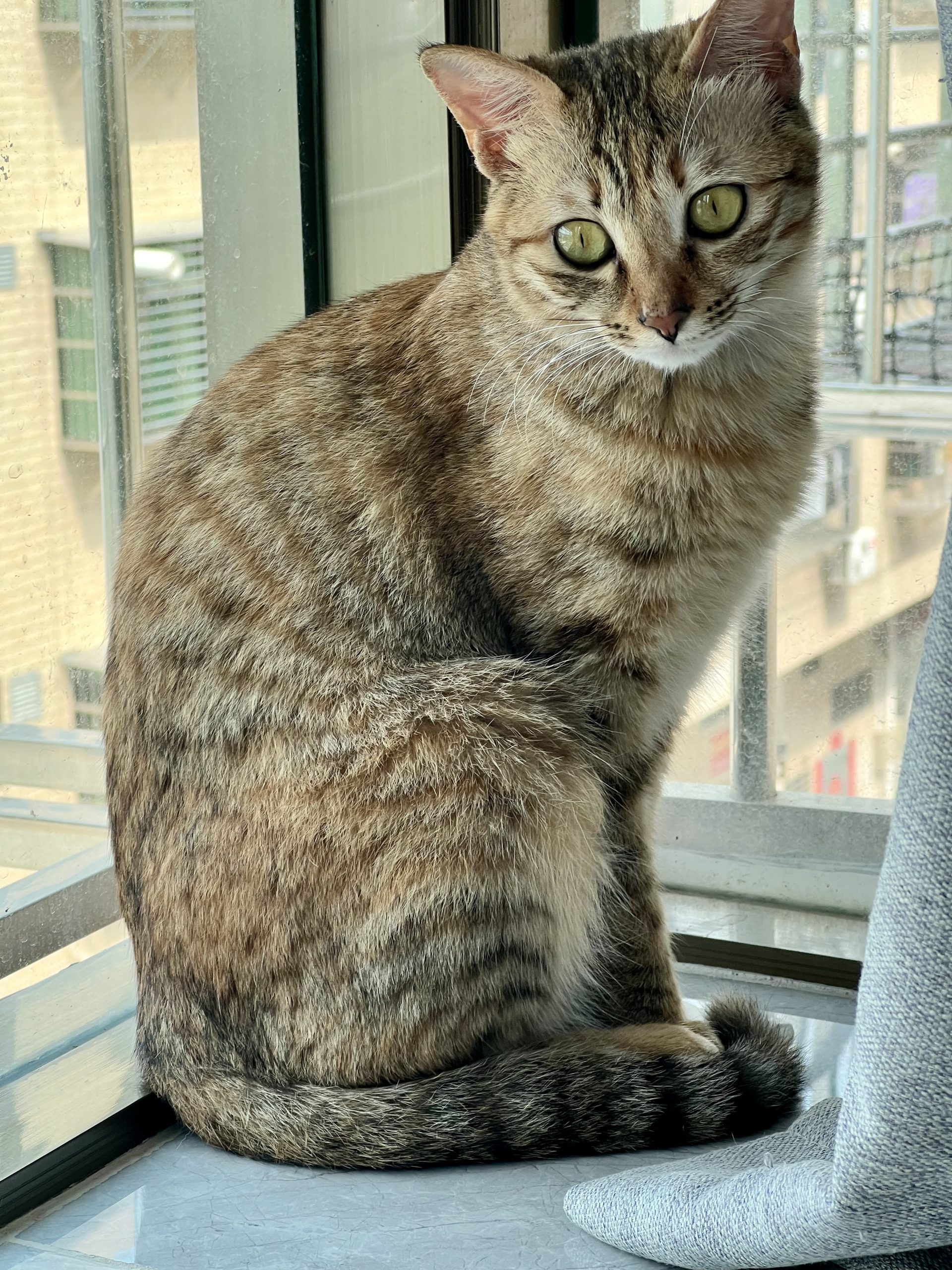整点猫咪（四）-整点猫咪