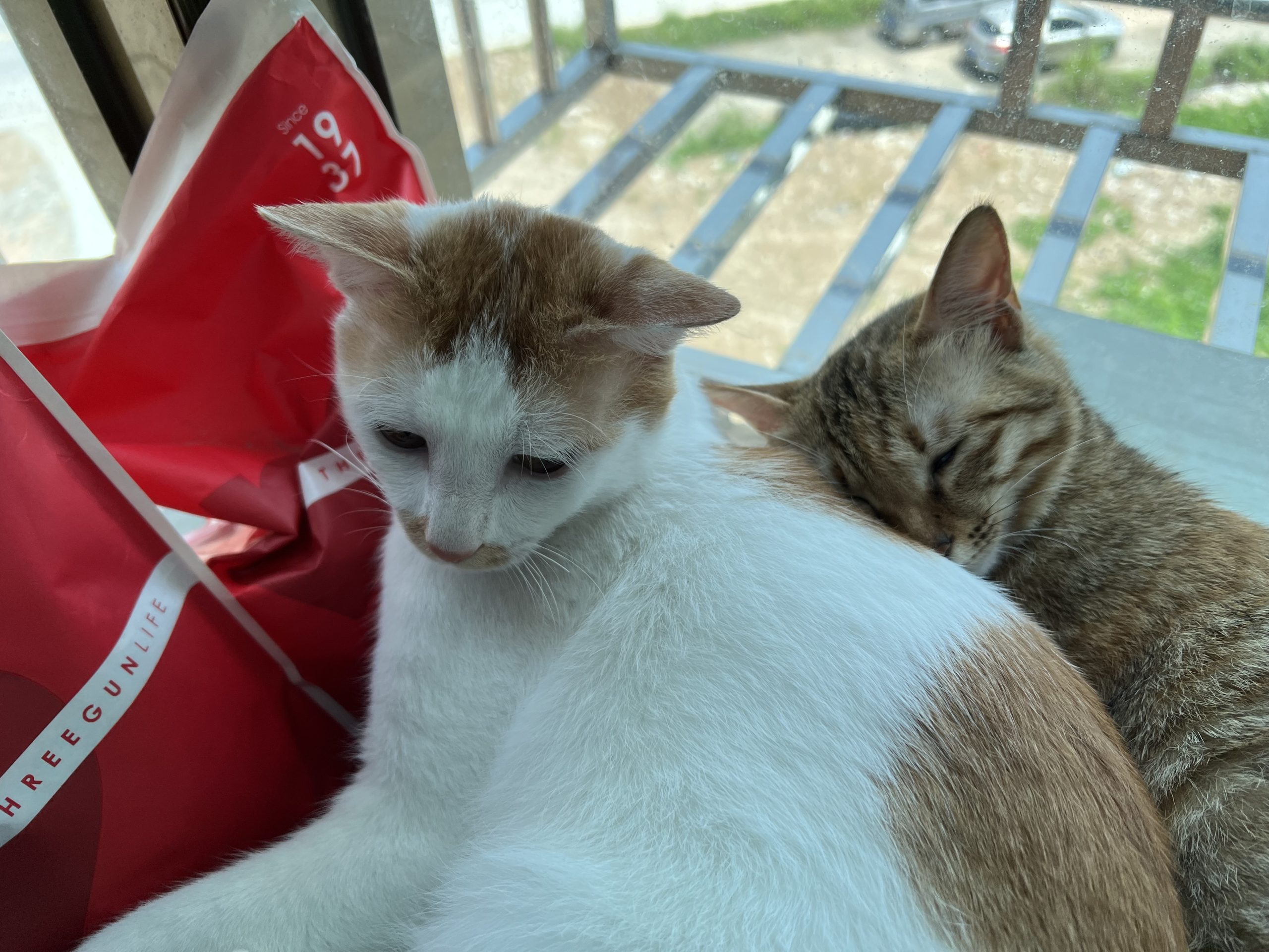 整点猫咪（五）-整点猫咪