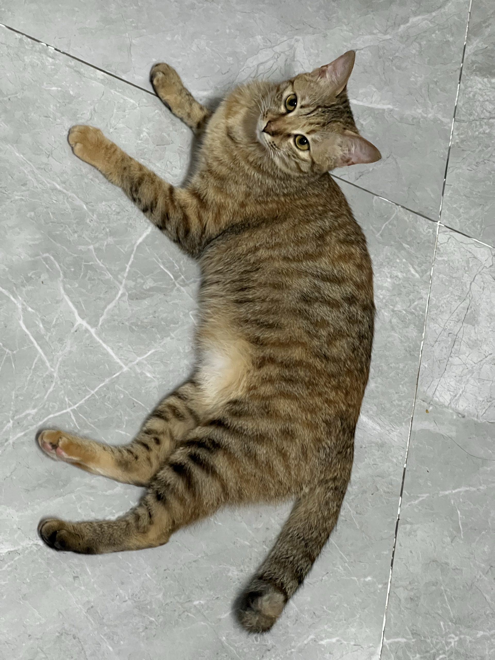 整点猫咪（二）-整点猫咪