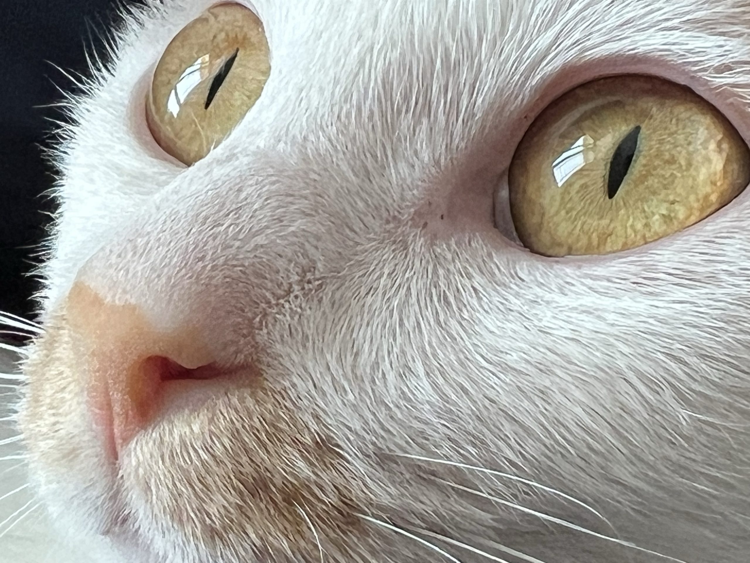 整点猫咪（三）-整点猫咪