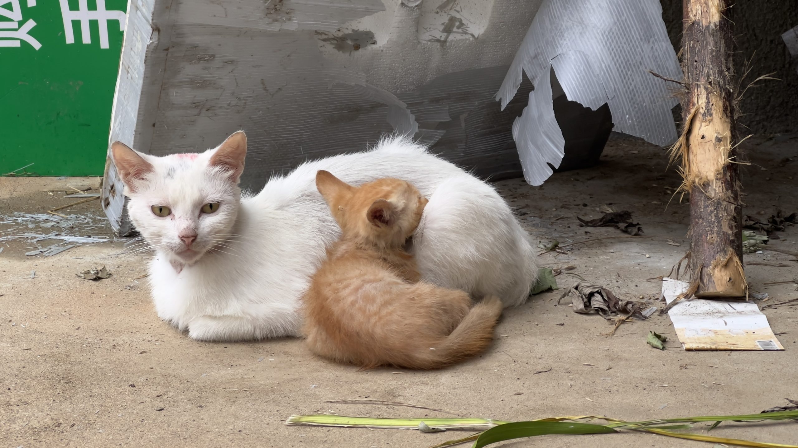 白猫-整点猫咪